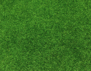 green grass background vector