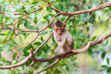 Little Monkey (Crab-eating macaque) on tree in Thailand