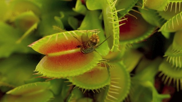 Venus flytrap eats a fly