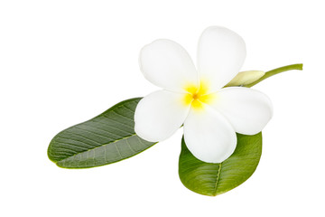 Close up white frangipani flower isolated on wite background