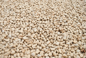 dried fresh coffee beans.