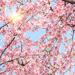 The Pink Cherry Blossoms