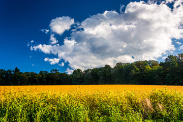 Beautiful farm field in rural York County, Pennsylvania.