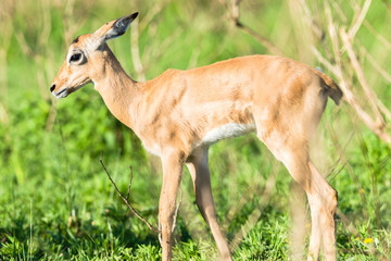 Buck Calf Wildlife