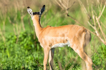 Buck Calf Alert  Wildlife