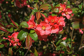 Bl&uuml;ten der Zierquitte