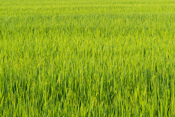 Rice fields