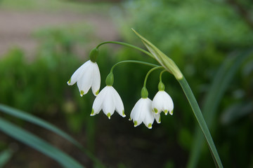 Märzenbecher