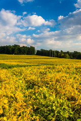 Fototapeta premium Colorful farm fields near Spring Grove, Pennsylvania.