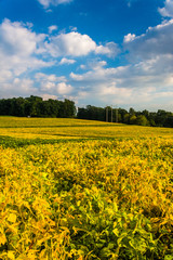 Colorful farm fields near Spring Grove, Pennsylvania.