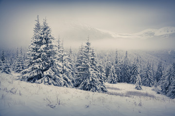 Fototapeta na wymiar Beautiful winter morning in the mountain.