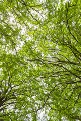 新緑のイチョウの大木