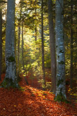 Obraz premium Beautiful light in the forest in an autumn day