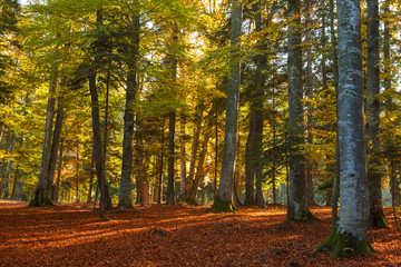 Romantic forest during autumn