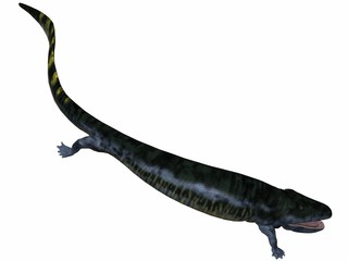 Eogyrinus attheyi - 3D Dinosaur