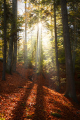 Obraz premium Miracle of light in the forest during autumn
