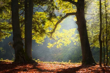 Papier Peint photo Lavable Automne Silhouette d& 39 arbre au cours de l& 39 automne dans la forêt