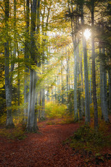 Beautiful light in the forest during fall