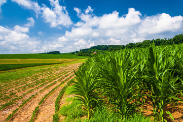 Cornfields on a farm in rural Southern York County, Pennsylvania