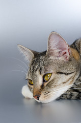 Obraz premium kitten