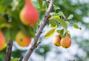 ripe pears