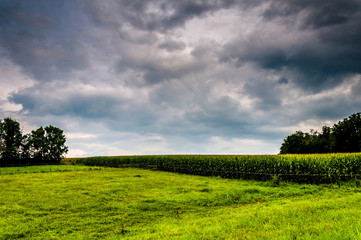 Fototapeta na wymiar Dark clouds over a corn field in rural York County, Pennsylvania