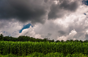 Dark storm clouds over a cornfield in Southern York County, PA.