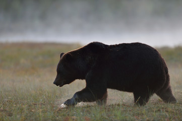 Big male bear walking in the foggy bog