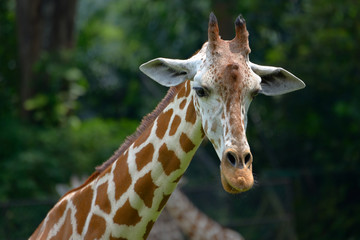 Giraffe