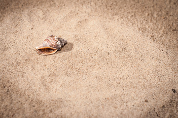 Sea shells with sand as background