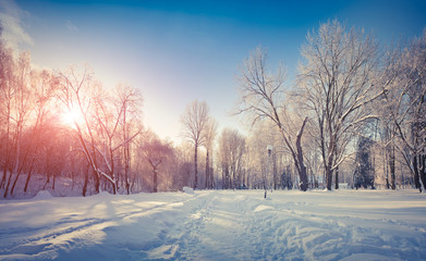 Obraz premium Snow-covered trees in the city park.