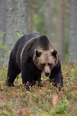 Male brown bear in forest