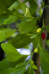 Coca plant (Erythroxylum coca)