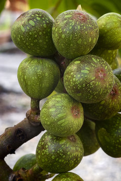 Fruits Of Sycamore Fig (Ficus Sycomorus)