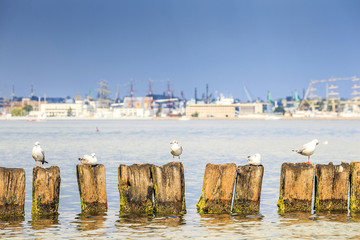 Fototapeta premium Seagulls in Gdynia, The Baltic Sea