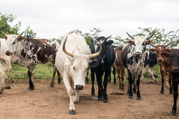 Nguni Cattle