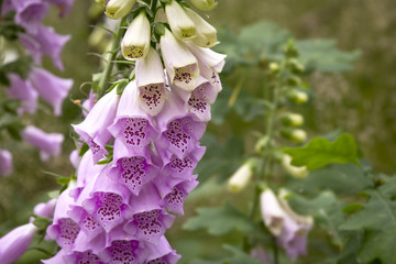 Purple Foxglove Flower