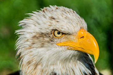 Aguila Real