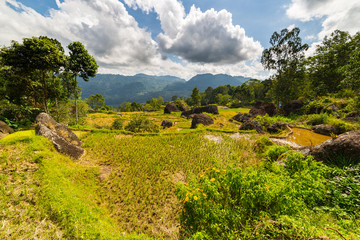 Stunning rice paddies landscape