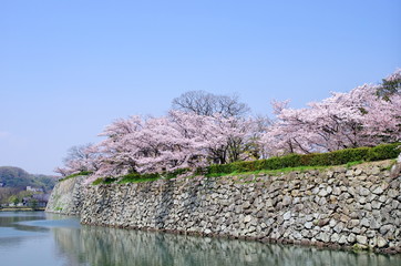 姫路城のお堀と桜