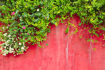 Flowers & green ivy plant on old colored concrete wall
