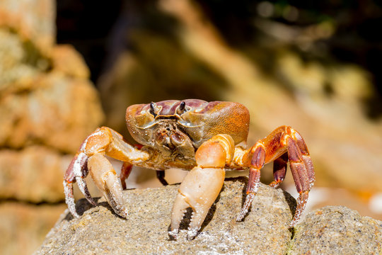 Hairy leg mountain crab, Tachai island, Thailand