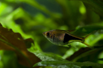 tetra fish