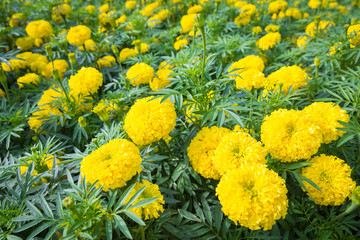 marigold flowers