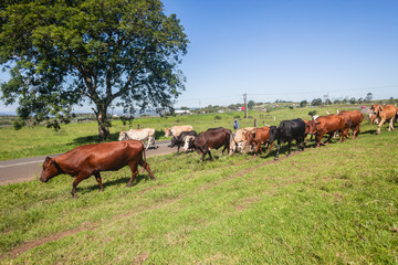 Cattle Herd Animals