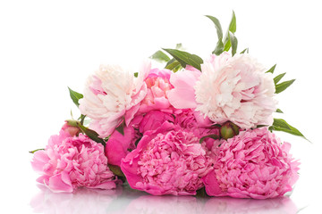 beautiful pink peonies © Peredniankina