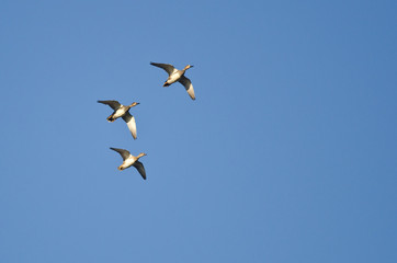 Three American Wigeons Flying in a Blue Sky