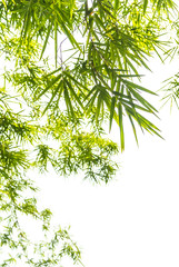 bamboo leaves