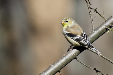 Fototapeta premium Female Goldfinch Perched in a Tree