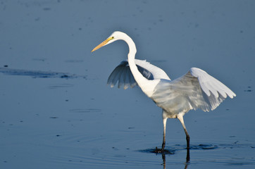 Great Egret Taking to Flight